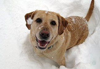 Happy Dog in the Snow
