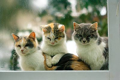 kittens-window